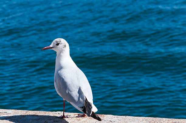 Seagull at Sea stock photo