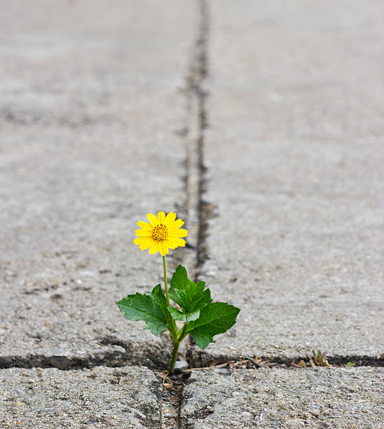 istock Beautiful flower growing on crack street 514298631