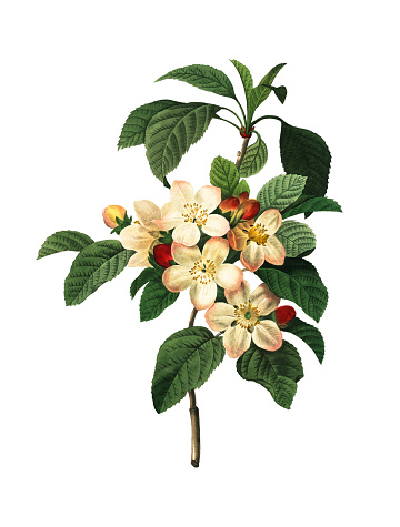 High resolution illustration of an apple blossom, isolated on white background. Engraving by Pierre-Joseph Redoute. Published in Choix Des Plus Belles Fleurs, Paris (1827).