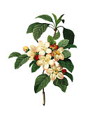 istock Apple Blossom | Redoute Botanical Illustrations 514298717