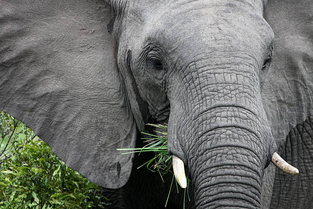 istock African elephant eats grass. South Africa. 514298783