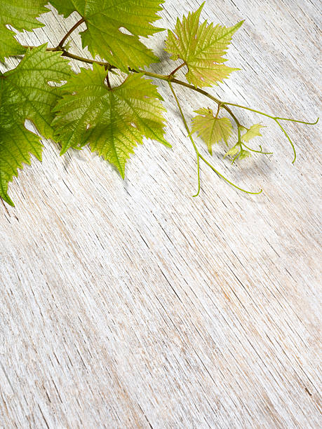Cтоковое фото Виноград листья на деревянном фоне