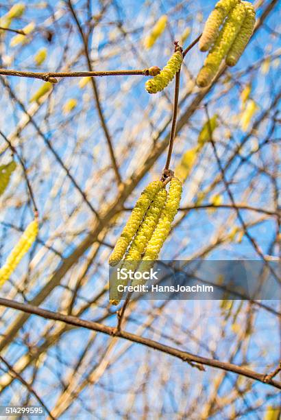 Hazelnut Blossom Stock Photo - Download Image Now - Allergy, Autumn, Backgrounds