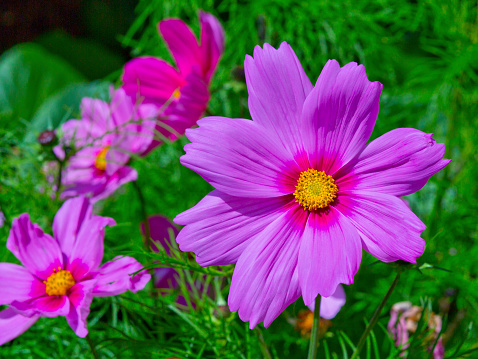 Pink and white Cosmos flowers or Mexican Aster flowers blooming in garden at noon, Mae Rim District, Chiang Mai, THAILAND.