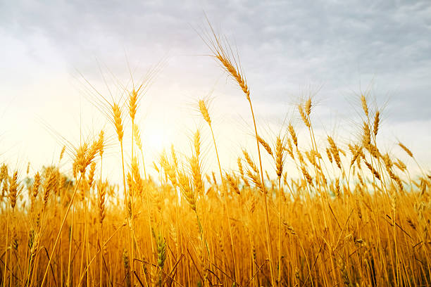 istock golden wheat field and sunset 514300253