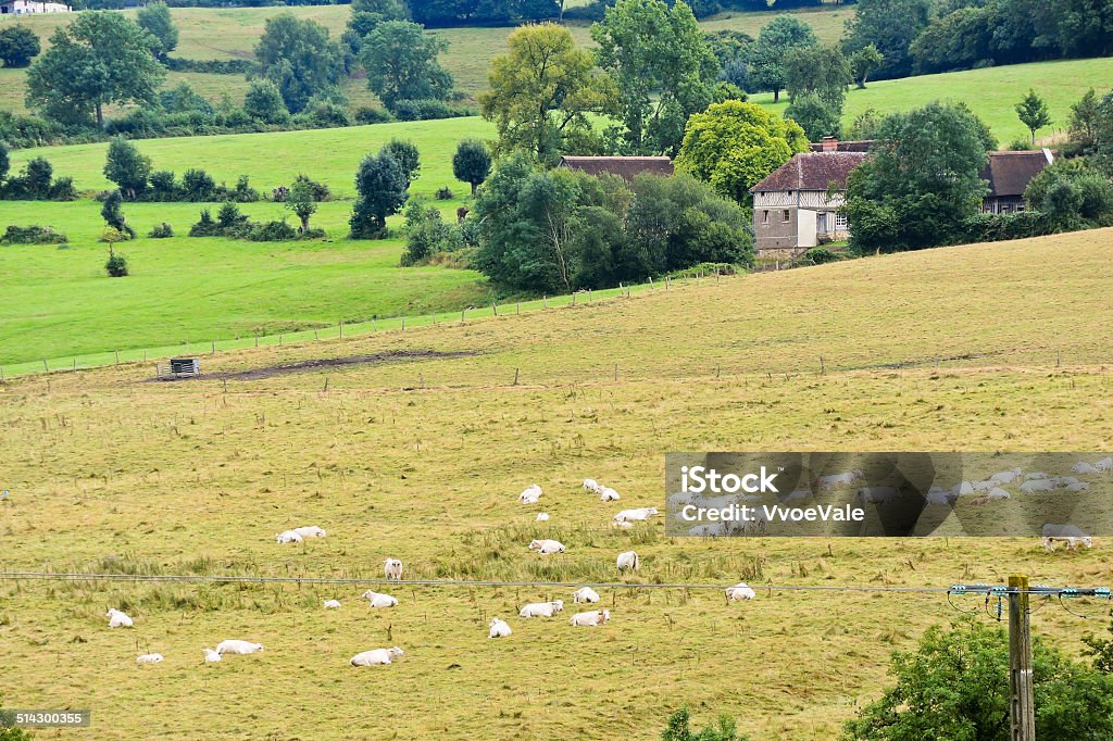 herd of cows grazing in harvested field, Normandy herd of cows grazing in harvested field in Normandy, France Agricultural Field Stock Photo