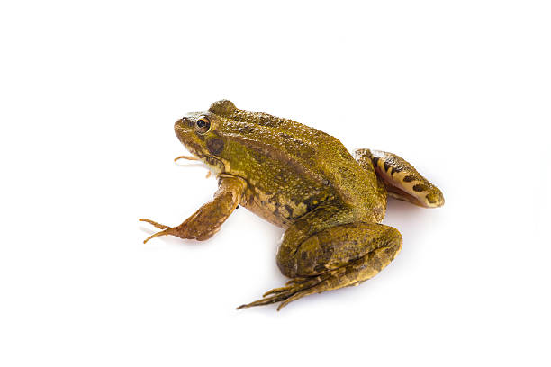 istock Green frog isolated on a white background 514300983