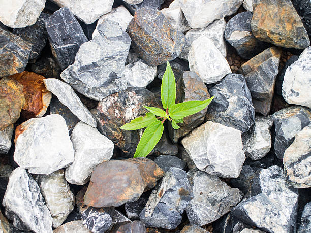 вершина батопорт с plant - батопорт стоковые фото и изображения