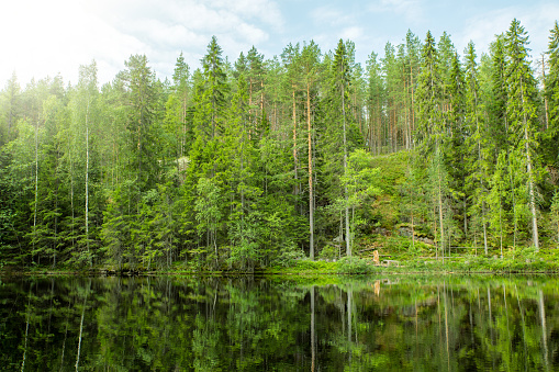 Lush Green Forest and Reflection in Still Lake