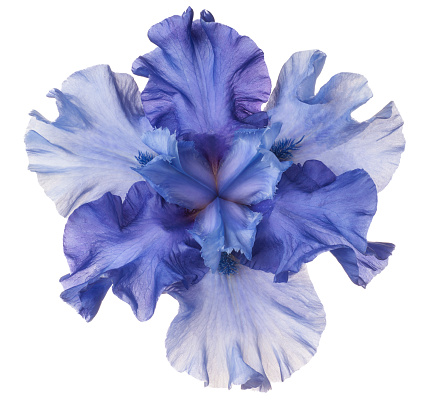 Studio Shot of  Blue Colored Iris Flower Isolated on White Background. Large Depth of Field (DOF). Macro.