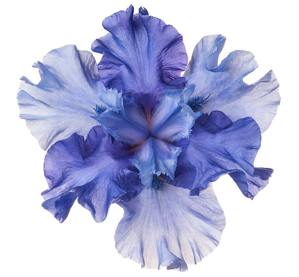 ирис - single flower isolated close up flower head стоковые фото и изображения