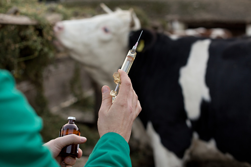 Close up of veterinarian hand holding syringe and bottle on farm with cow in background