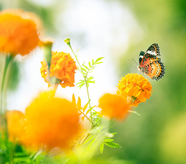 istock Butterfly on daisy flower, close-up 514311176