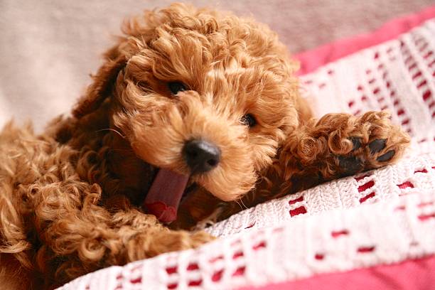 istock Puppy with tongue out lying on lace covered 514311556