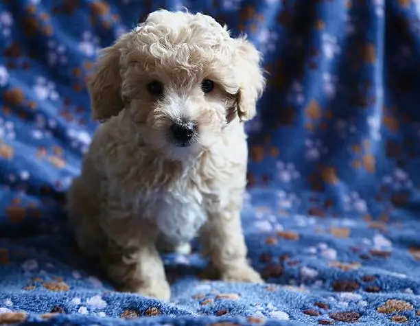 Pretty babydog poodle