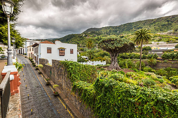 istock Dragon Tree Drago Millenario in Icod de los Vinos Tenerife 514313182