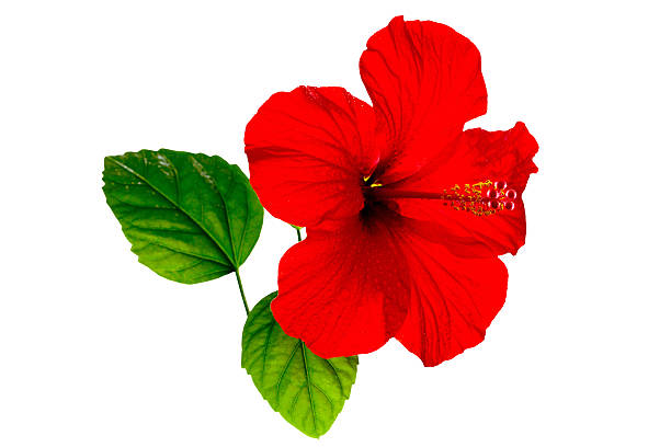 istock Red hibiscus with dew drops on a white background 514313384