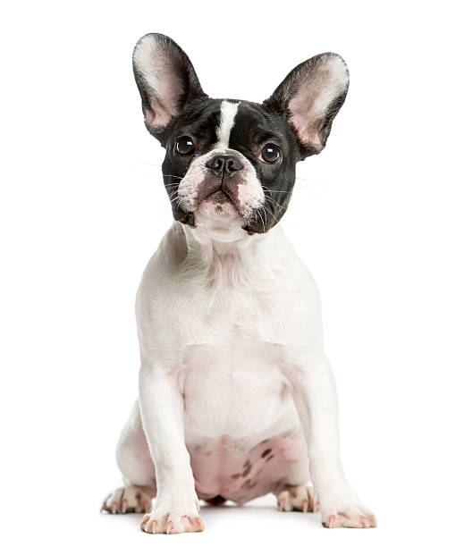 istock French Bulldog sitting in front of a white background 514313734