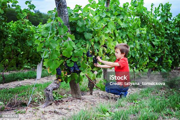 Cute Laughing Boy Running In A Beautiful Summer Vine Yard Stock Photo - Download Image Now