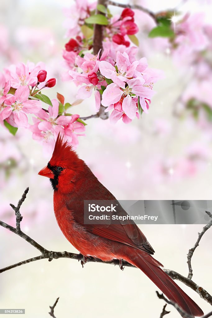 Cardinal au milieu des arbres de fleurs de printemps - Photo de Cardinal - Oiseau libre de droits