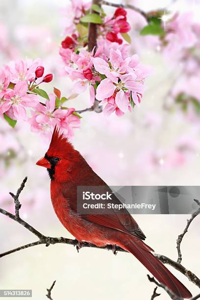 Photo libre de droit de Cardinal Au Milieu Des Arbres De Fleurs De Printemps banque d'images et plus d'images libres de droit de Cardinal - Oiseau