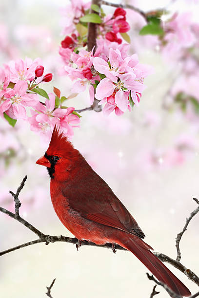 cardinale tra primavera fioritura albero - cardinale uccello foto e immagini stock
