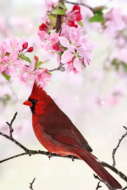 Photo of Cardinal Amid Spring Tree Blossoms