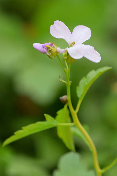 Coralroot (Bulbiferous Cardamine) Rare perennial plant in the cabbage family (Cruciferae), with close up of pale pink flower cardamine bulbifera photos stock pictures, royalty-free photos & images