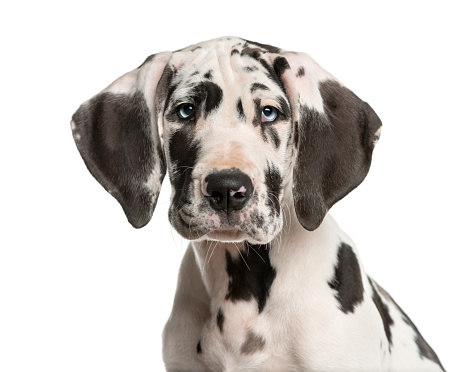 Close-up of a Great Dane puppy in front of a white background