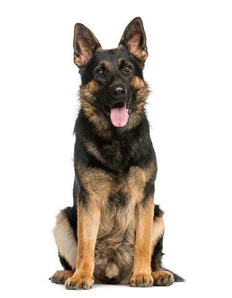 German Shepherd Dog . German shepherd art, German shepherd dogs, German shepherd
