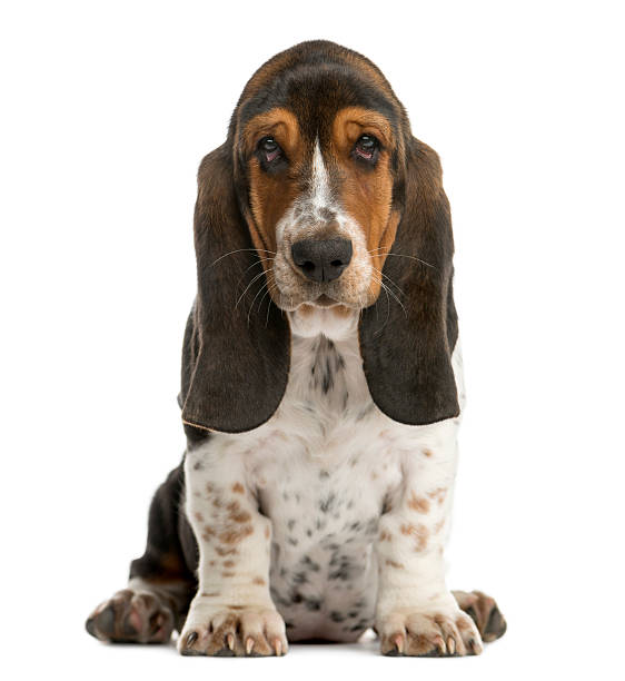istock Basset Hound sitting in front of a white background 514314494