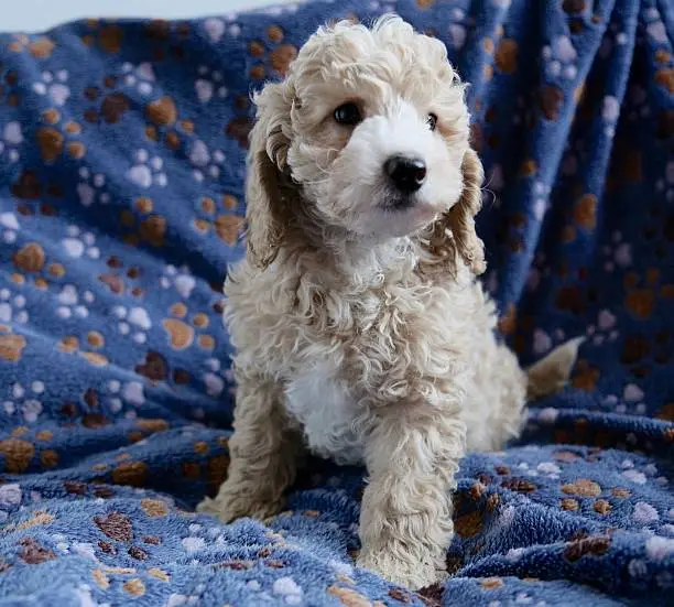 Beautiful babydog poodle