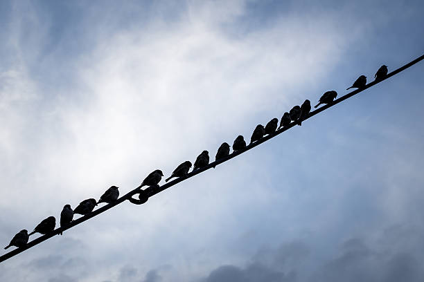 Birds silhouette stock photo