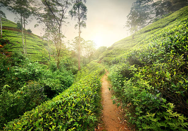 sentiero in piantagione di tè - tea island foto e immagini stock