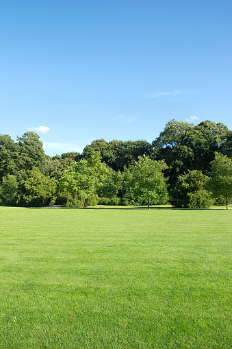 mowed lawn in the park