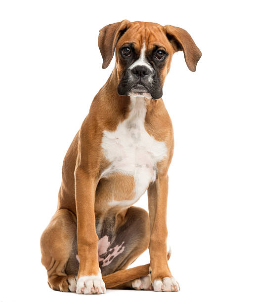 boxeador sentado en frente de un fondo blanco - boxer perro fotografías e imágenes de stock