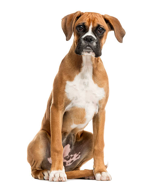 istock Boxer sitting in front of a white background 514316194