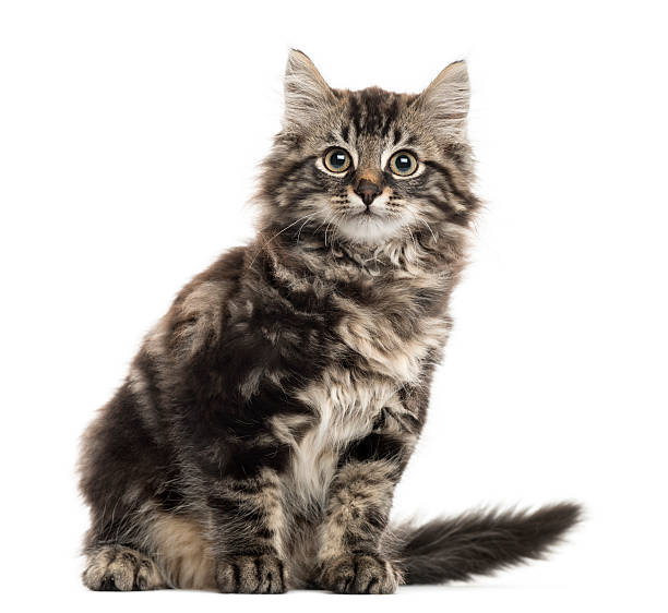 istock Maine Coon kitten sitting in front of a white background 514316288