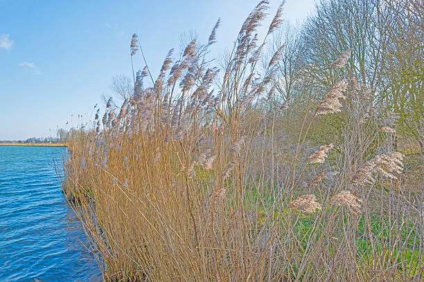 istock Shore of a lake in sunlight in winter 514317292