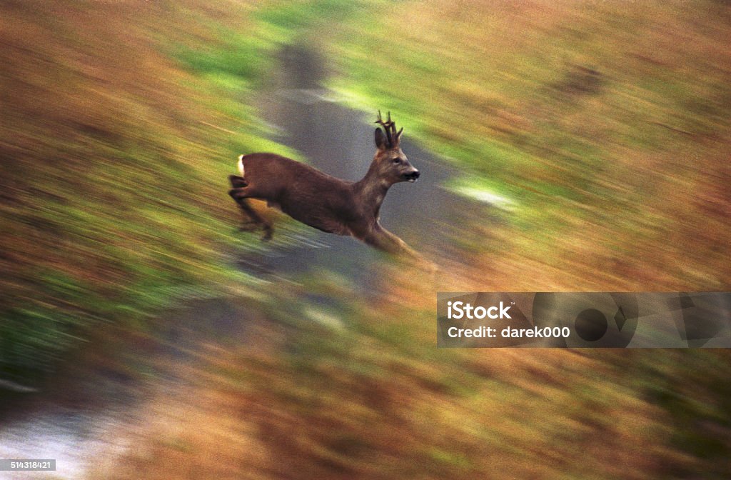 Roe-deer Roe-deer in the jump Activity Stock Photo