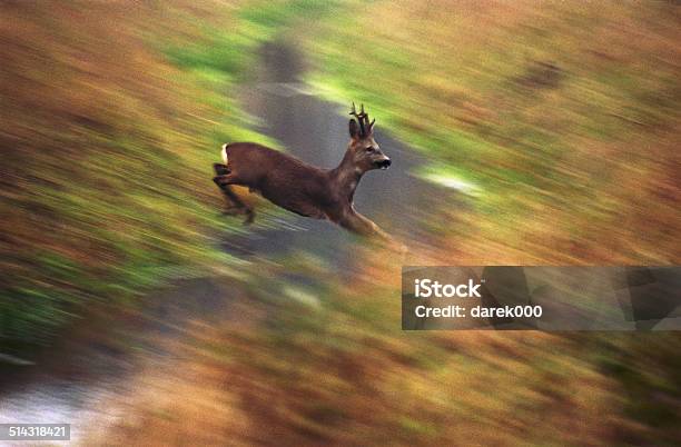 Roedeer Stock Photo - Download Image Now - Activity, Animals Hunting, Backgrounds