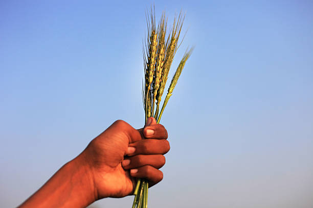 granjero retención de plantas de trigo - wheat winter wheat cereal plant spiked fotografías e imágenes de stock