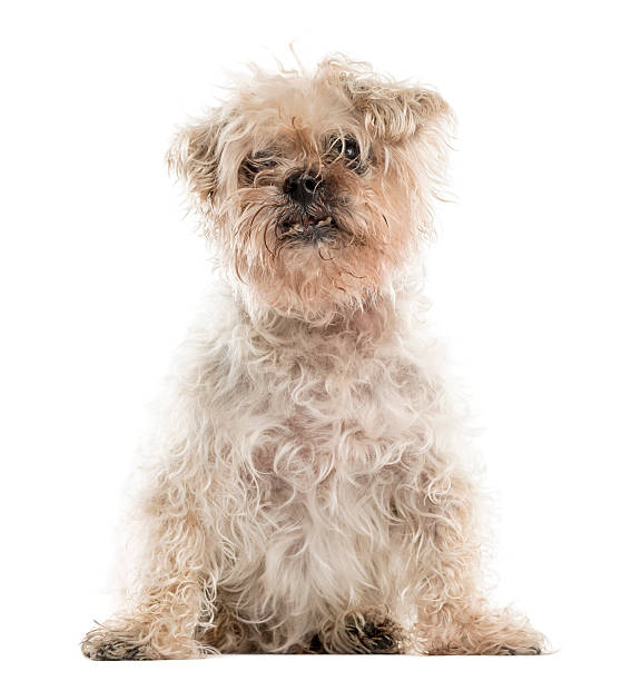 Old ugly crossbreed dog sitting Old ugly crossbreed dog sitting in front of a white background ugly dog stock pictures, royalty-free photos & images