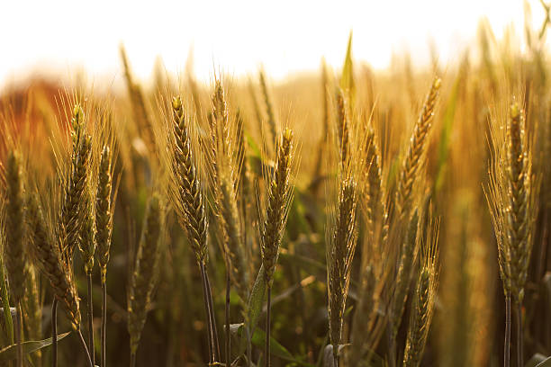 trigo granja durante la mañana - wheat winter wheat cereal plant spiked fotografías e imágenes de stock