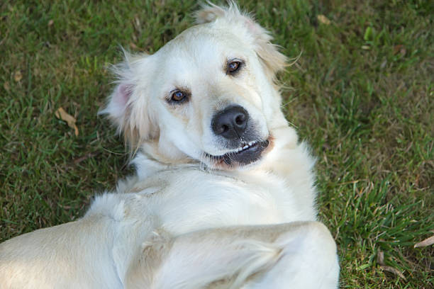 istock Golden Retriever is lying on the grass 514319015