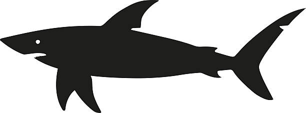 Rekin sylwetka – artystyczna grafika wektorowa
