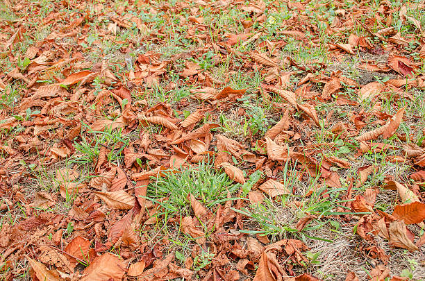 istock Colorful autumn leaves 514319703