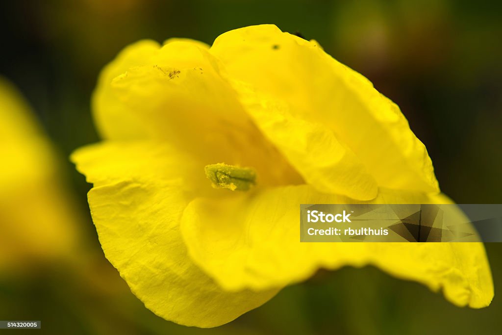 single yellow flower Close-up Stock Photo