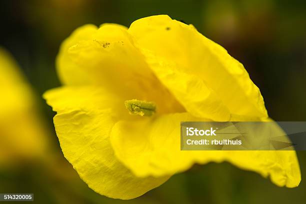 Single Yellow Flower Stock Photo - Download Image Now - Close-up, Flower, Flower Head