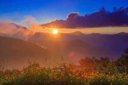 Nature landscape Sunrise with mountains and flowering Black Eyed Susans near Craggy Gardens in the Pisgah forest on the Blue Ridge Parkway in North Carolina. Morning fog and clouds in the mountains during spring season.